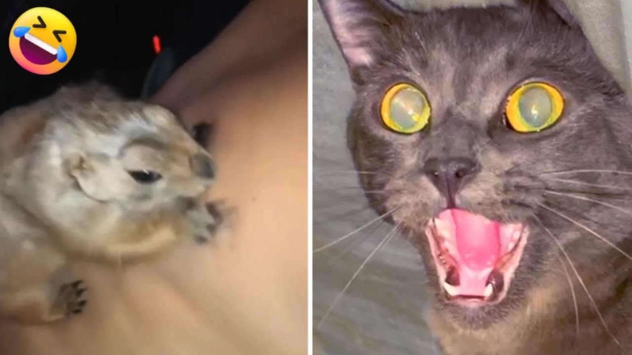 Funny Dogs And Cats Videos 2023🤣😹 Funny Animals😉 Wholesome Moments #3