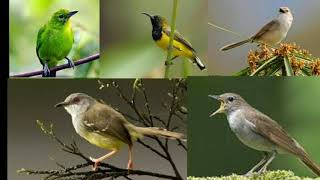 Suara pikat burcil 100% paling joss langsung lengket