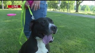 Meet Maliki, a pit-lab mix