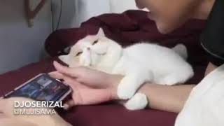 story wa kucing gemesin