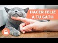 ¿Cómo hacer feliz a tu gato? - 10 consejos para conseguirlo