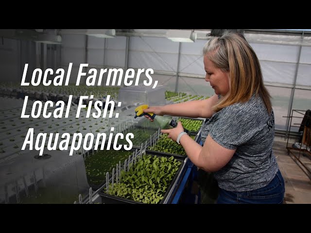 Local Farmers, Local Fish: Aquaponics