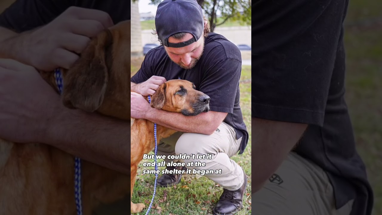 They don't need Hank. But Hank will go on a new journey. #dog #dogrescue #adoptstrays #journey