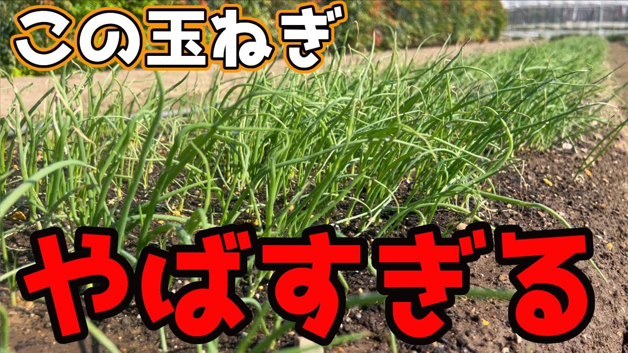 I'll tell you why this onion is so amazing. - YouTube