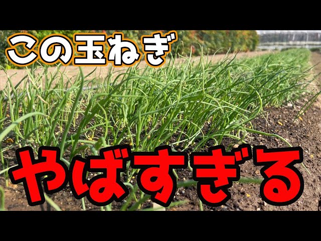 I'll tell you why this onion is so amazing. - YouTube