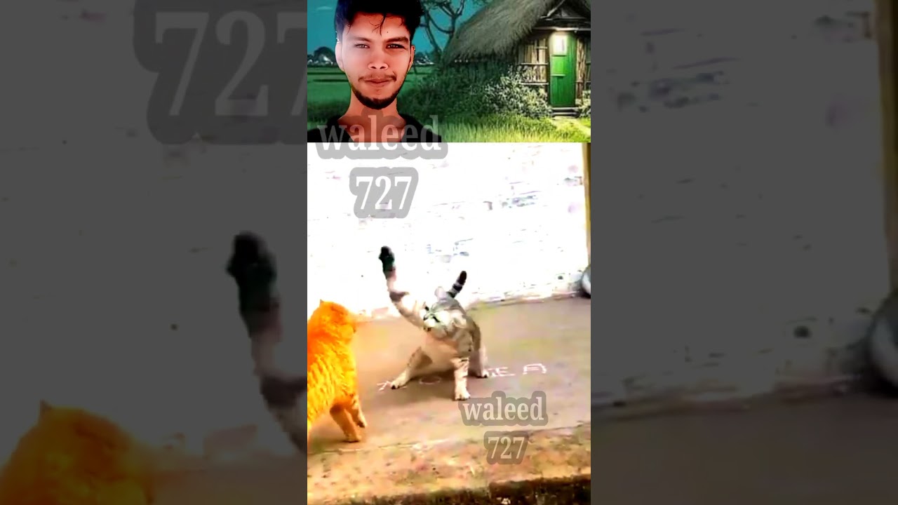 OMG Watermelon fish cocktail -- waleed 727_shorts Best 