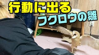構ってもらえないフクロウの雛が起こした意外な行動！