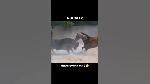 Horse Vs Bull fight 💪😡