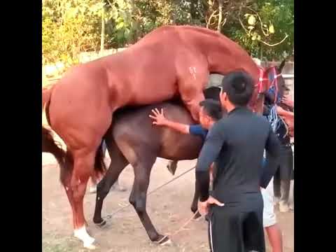 horse mating