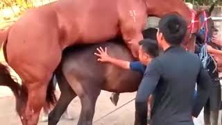 horse mating