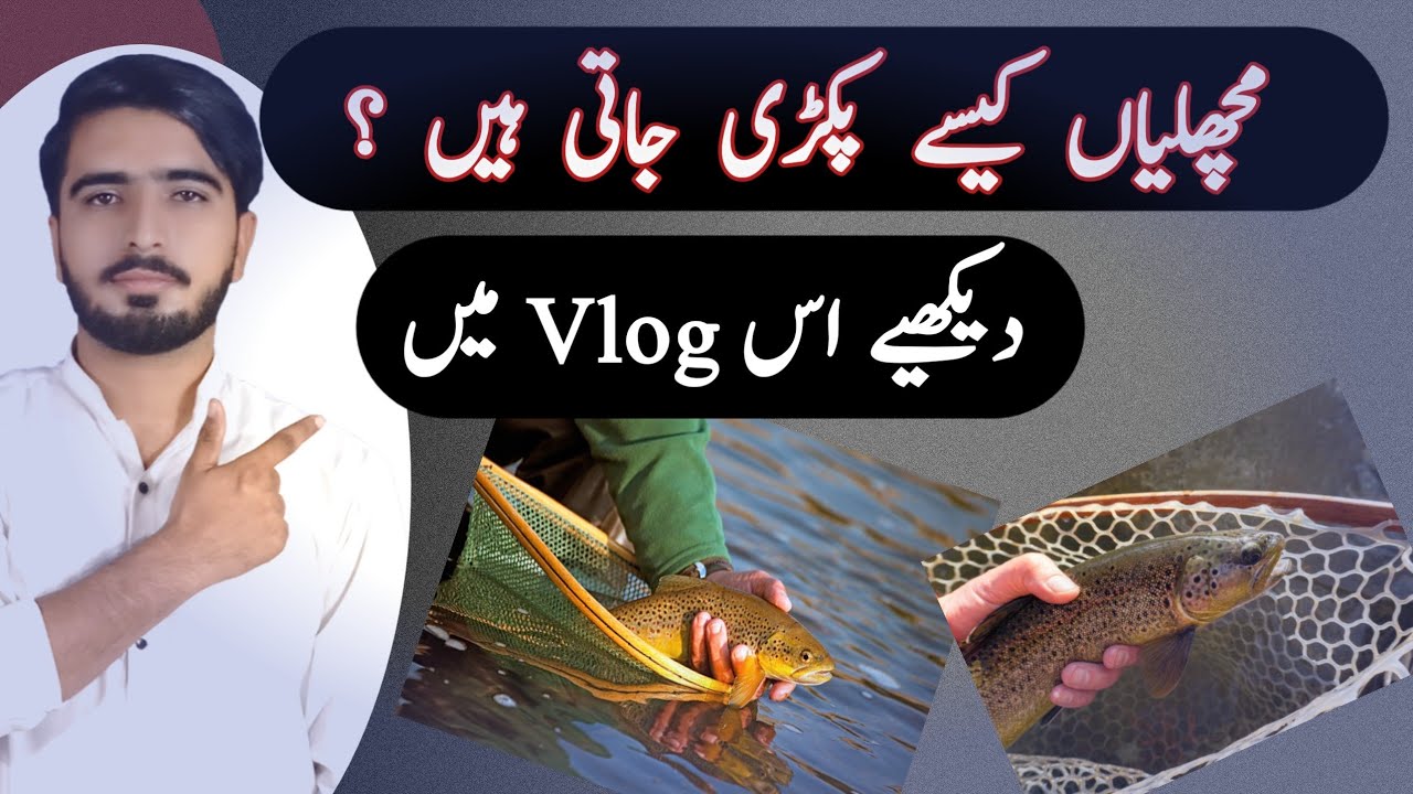 How fish captured in canel / Fishing / Bass fishing