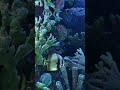 Coral Reefs 4K Dolby Vision – Colorful Underwater World &amp; Relaxing Ocean Life #4k  #nature