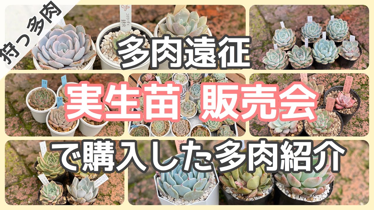 多肉購入苗紹介 滋賀県の実生苗販売会で一目惚れした苗たち Youtube 多肉購入苗紹介 滋賀県の実生苗販売会で一目惚れした苗たち Youtube