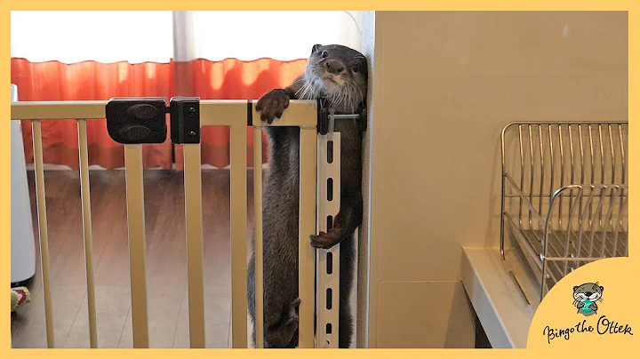 Fence escape challenge pt.5 otter Bingo & Belle