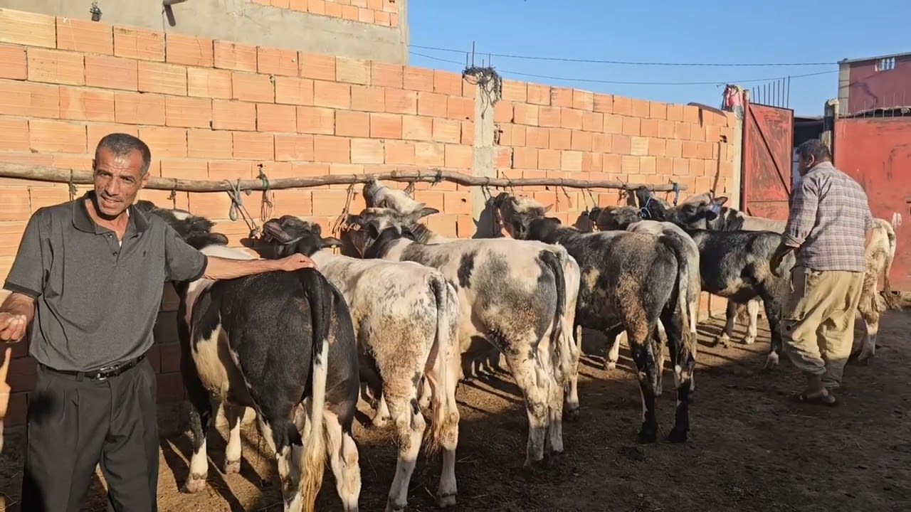 الجودة في البلجيكي‼️8 العجول ديال التسمين نواحي الغرب🇲🇦 إتصل 06.89.34.68.38📞 ألو سمحمد