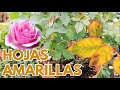 rosas y rosales con hojas amarillas  CHUYITO JARDINERO