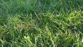 Amator  Kizin Sese Dikkat Super Cansever Ben Ne Günler Gördüm