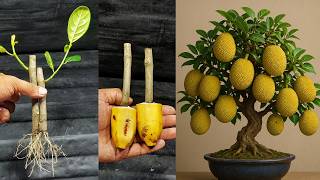 Jackfruits Tree Bud Growing Technique | How To Grow Jackfruit At Home