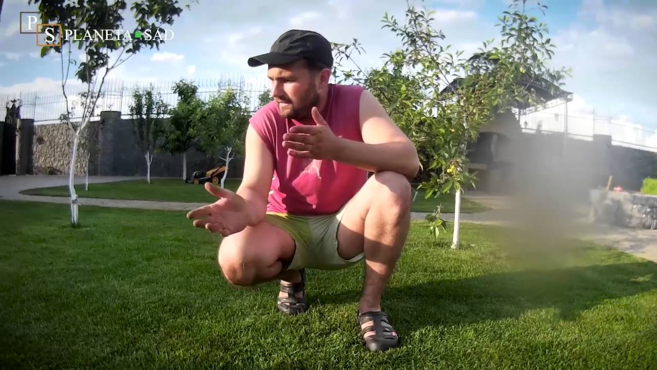 Что нужно делать чтобы газон был хороший!!!