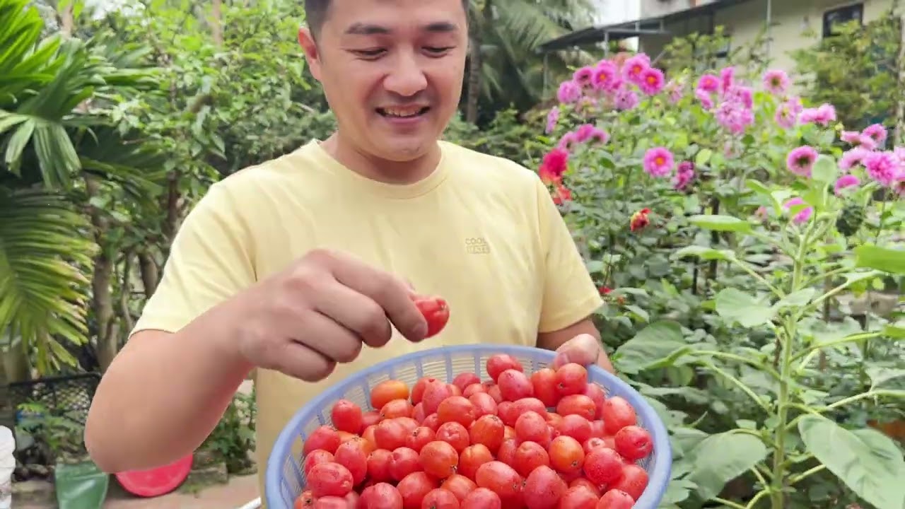 Ra vườn hái quả nhót ăn nào 