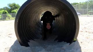 New Fun for Pets Coming to Galloway Township | SNJ Today News
