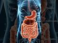The internal organs