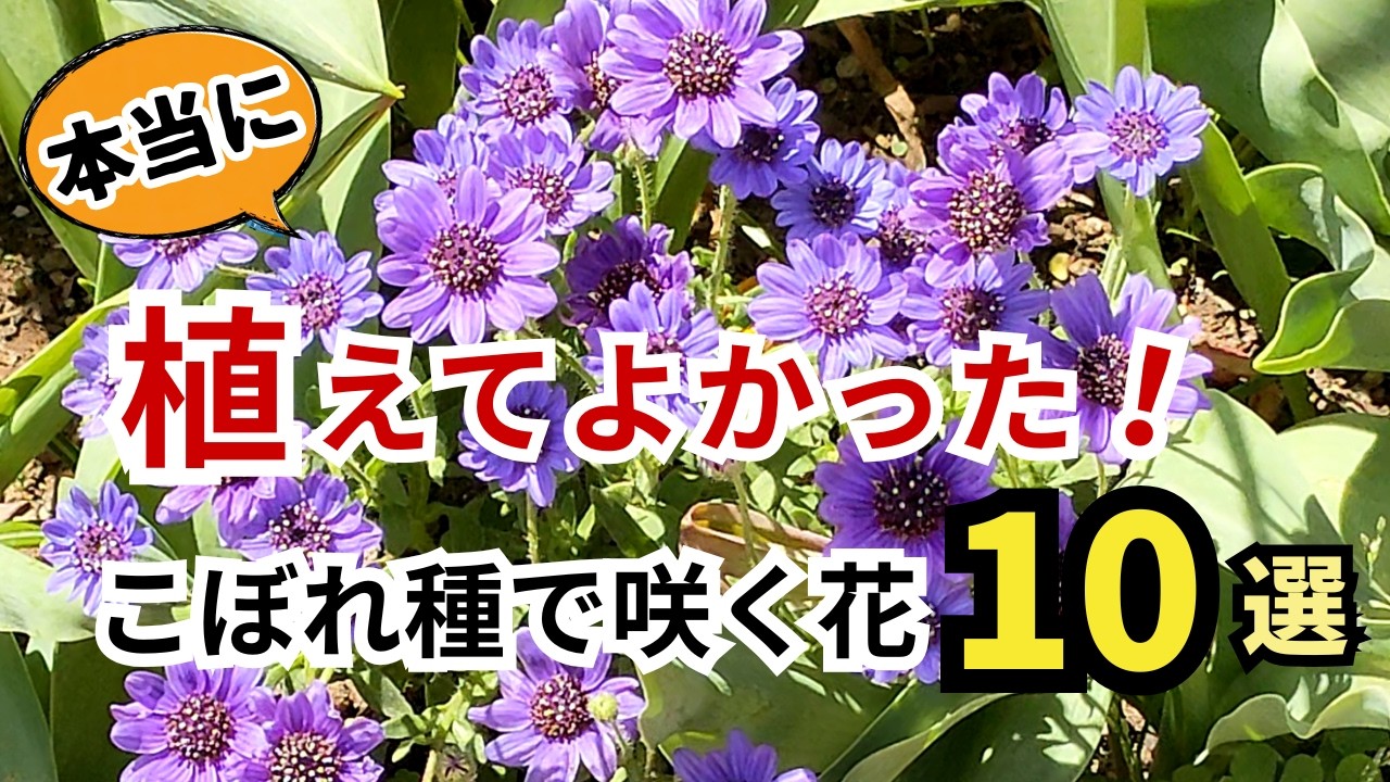 花摘みの連作 YouTube