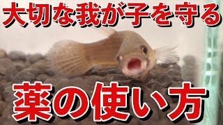 【アクアリウム水槽熱帯魚】愛魚を助けるためにPart1薬の使い方（魚病薬）