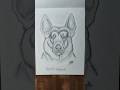 German shepherd drawing. #shorts #harsh art gallery #ytshorts #youtubeshorts #drawing