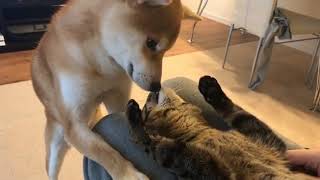♥Cute Dogs and Cats Compilation 2018♥ 9 by Dog - Puppies, Terrier, Poodle, Rottweiler, Pug 1,086 views 6 years ago 5 minutes, 29 seconds