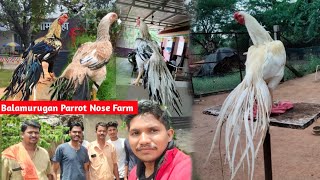 Balamurugan Parrot Nose Farm