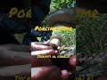 PORCINO ASMR! #boletusedulis #funghiporcini #porciniitalia