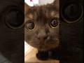 2匹の黒猫と過ごすひと時を…#shorts