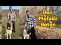 Dev Malaklı Beton ve Yavru Alırken Nelere Dikkat Edilmeli 