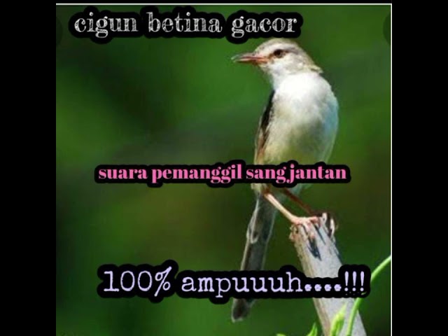 suara pikat ciblek gunung/cigun betina,untuk memanggil sang jantan class=