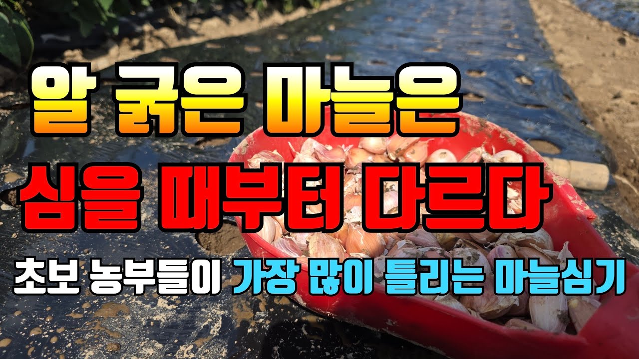 마늘농사 잘되는 집은 심을 때부터 다릅니다