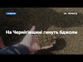 На Чернігівщині гинуть бджоли