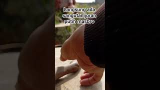 langsung ada sangutan masbro joran putih #mancingliar #shorts