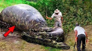 Workers Spot Giant Snake, You Won’t Believe What They Found Inside!