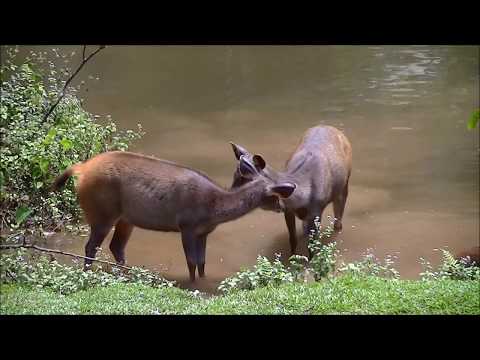 Part 8 - Pak Chong- Khao Yai National Park (Two Idiots Abroad)