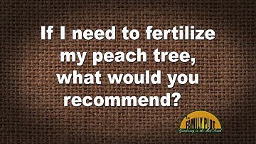 Q&A – If I need to fertilize my peach tree, what would you recommend?