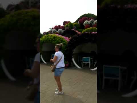 Miracle garden Dubai memories