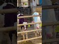 🐄 Amazing Dairy Farming | Modern Cow Farm & Fresh Milk Production