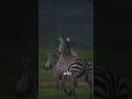 Intresting Fact About Zebra #knowledge #ytshort #interestingfacts