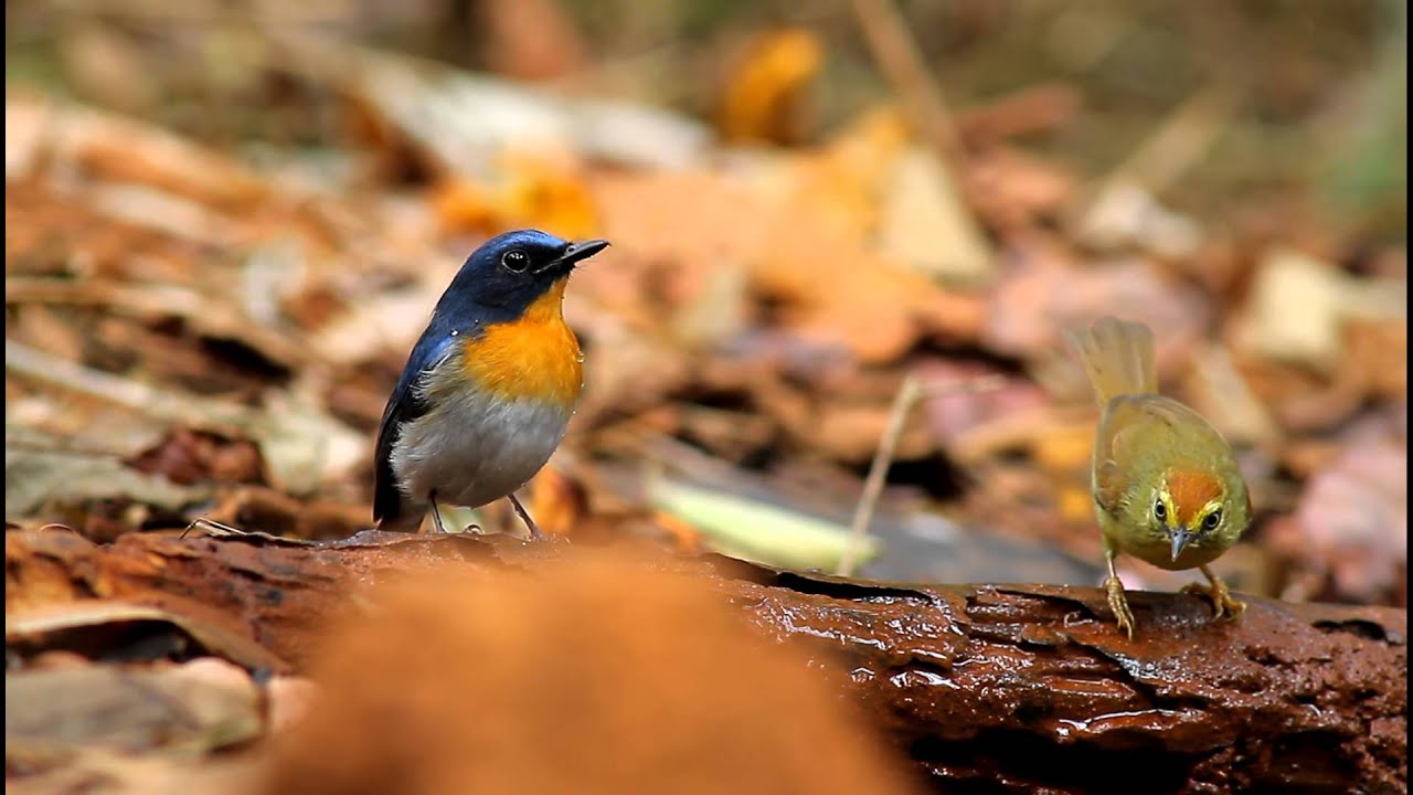 Tickell's Blue Flycatcher / นกจับแมลงอกส้มท้องขาว 