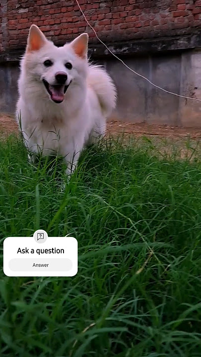 Dil jo tumhra hai kaisa bechara hai #dogtrending #dog #ytshorts #love #trending #shorts