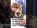 #котики #пушистые #все хотят спать