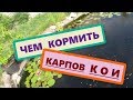 Чем кормить японских карпов Кои? Пруд на даче. Лучшая еда для декоративных рыб