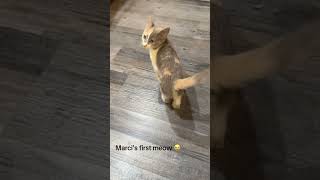 Marceline the vampire queen’s first meow #cat #cats #kitten #kittens @databasedmb