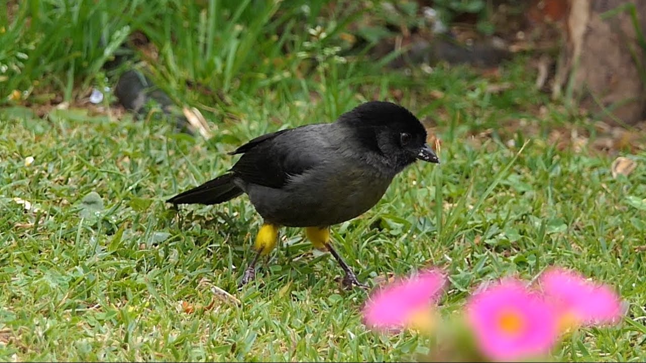 Yellow-thighed Finch in Costa Rica.